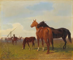 Cavalli nella Puszta
